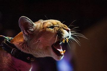 Puma performs in the circus