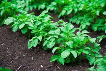 Potato plants field