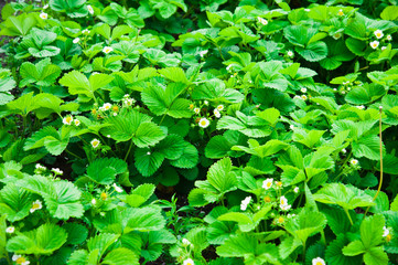 Blooming strawberry bush