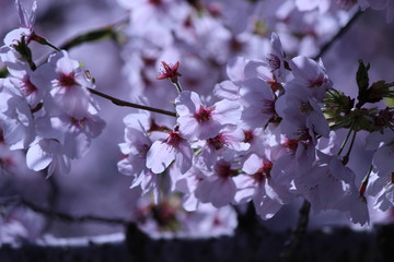 Japanese national flower cherry blossom
