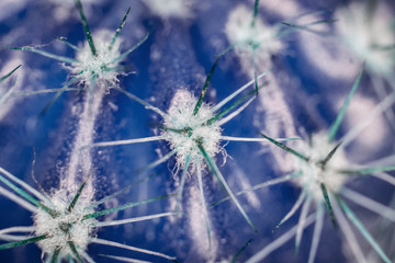 Close Up of Cactus Succulent Plant Macro Abstract