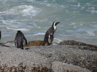 Fototapeta premium Pinguine am Meer