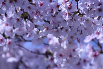 Japanese national flower cherry blossom