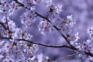 Japanese national flower cherry blossom