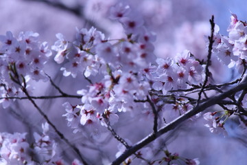 Japanese national flower cherry blossom