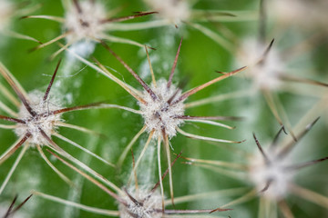 Close Up of Cactus Succulent Plant Macro Abstract