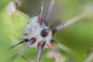 Close Up of Cactus Succulent Plant Macro Abstract