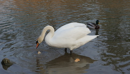 Ducks Birds Park goose