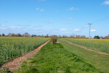 A field in Lincolnshire on a sunny summer day