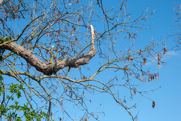 Leafless tree against a blue sky