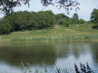 lake in the forest