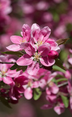 Wunderschöne Frühlingsblüten rosa rosé pink im close up