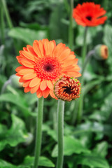 Closeup of beautiful  orange gerberas