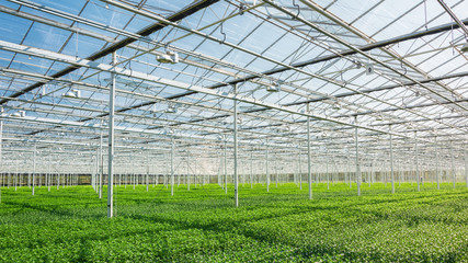 Huge greenhouse filled with newly planted chrysanthemums and santinis