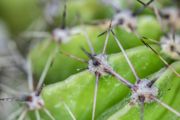 Close Up of Cactus Succulent Plant Macro Abstract