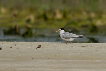 seagull on the beach
