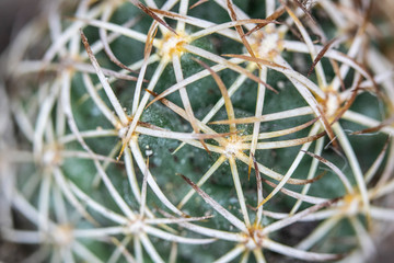 Close Up of Cactus Succulent Plant Macro Abstract
