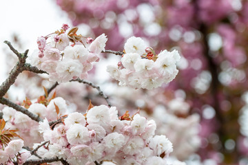 closeup fruit tree pink flowers spring blossom