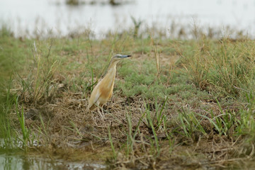 great blue heron in marsh