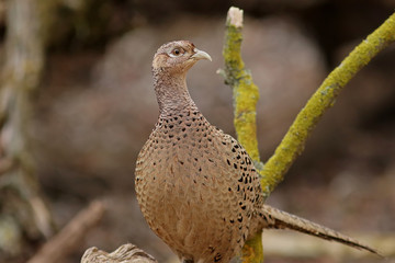 pheasant in flight