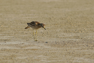 bird on the beach