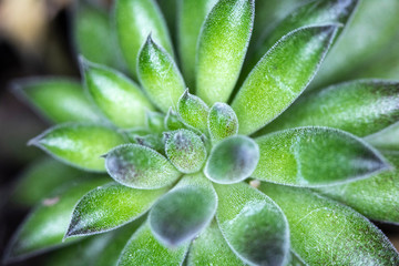 Fototapeta premium Close Up of Cactus Succulent Plant Macro Abstract