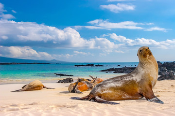 Fototapeta Ecuador. The Galapagos Islands. Seals are sleeping on the beach. Beaches of the Galapagos Islands. Pacific Ocean. Seals in Ecuador. Animals of the Galapagos Islands. obraz