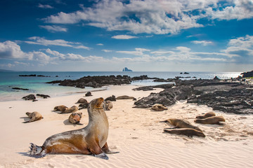 Ecuador. The Galapagos Islands. Seals are sleeping on the beach. Beaches of the Galapagos Islands....