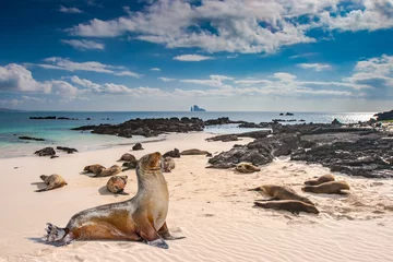 Foto op Canvas Ecuador. The Galapagos Islands. Seals are sleeping on the beach. Beaches of the Galapagos Islands. Pacific Ocean. Seals in Ecuador. Animals of the Galapagos Islands.  island of Bartolome © Grispb