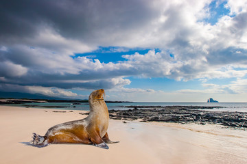 Fototapeta Ecuador. The Galapagos Islands. Seals are sleeping on the beach. Beaches of the Galapagos Islands. Pacific Ocean. Seals in Ecuador. Animals of the Galapagos Islands.  island of Bartolome obraz