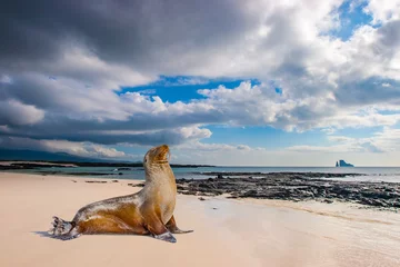 Foto op Canvas Ecuador. De Galapagos-eilanden. Zeehonden slapen op het strand. Stranden van de Galapagos-eilanden. Stille Oceaan. Zeehonden in Ecuador. Dieren van de Galapagos-eilanden. eiland Bartolomé © Grispb
