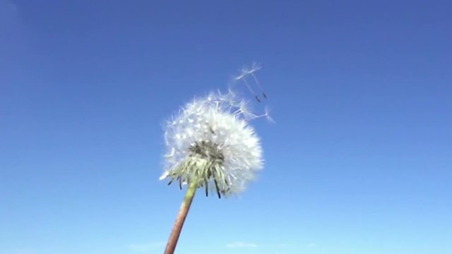 white dandelion field in summer sunny day against the background of the sky with white clouds