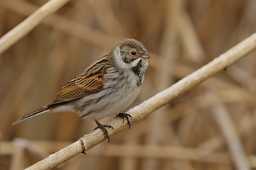 sparrow on a branch