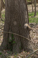 Obraz premium Squirrel hanging on tree
