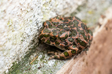 Close-up of European green toad, Bufo viridis on a concrete fence in the village of Krum, Southern Bulgaria, shallow depth of focus