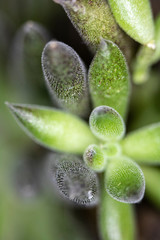 Close Up of Cactus Succulent Plant Macro Abstract