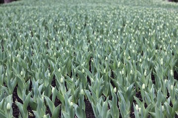  Green plantation of budding tulips in spring in a park, seasonal flowers