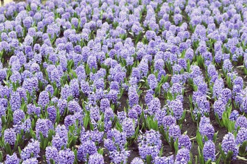Plantation of purple hyacinths in the spring in the park, seasonal flowers