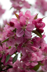 Fototapeta na wymiar Wunderschöne Frühlingsblüten rosa rosé pink im close up