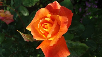 rose orange