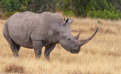Obraz premium White square-lipped rhinoceros, side profile showing horns, Ol Pejeta Conservancy, Kenya, Africa. Ceratotherium simum wildlife on African safari vacation