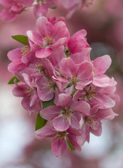 Wunderschöne Frühlingsblüten rosa rosé pink im close up