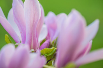 Pink magnolia flowers close up