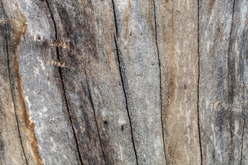 Unique Texture of Very Old and Very Big London Plane Tree