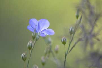 Flor morada o azul a contraluz con fondo difuminado verde
