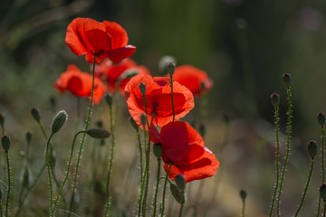 red poppies in a field
