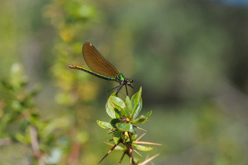 dragonfly with golden wings on a branch, copy-space