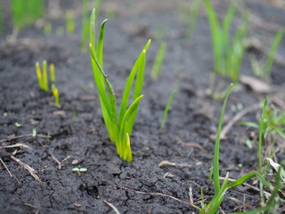 first bright green shoots appear in the spring