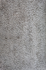 Gray Concrete Wall Texture