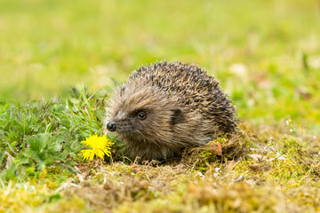 Hedgehog in garden, wild, free roaming native hedgehog, taken from inside a wildlife garden hide to monitor the health and numbers of this declining species.  copy space © Moorland Roamer